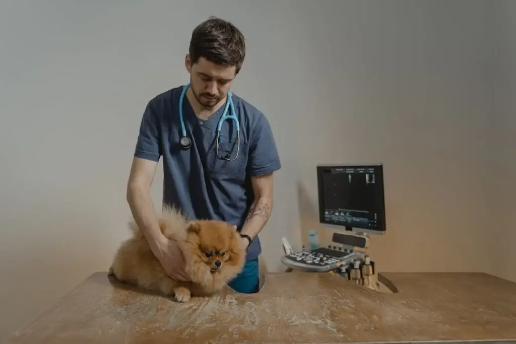 a veterinary doctor attending to a sick dog