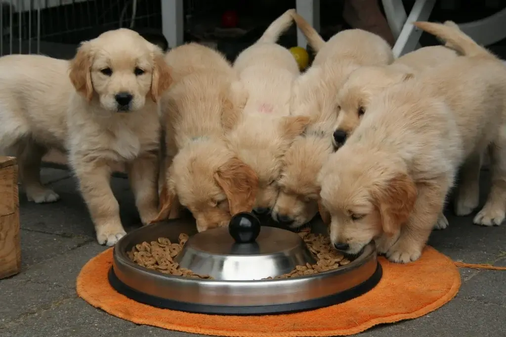 golden-retriever-puppies-enjoying-a-healthy-meal